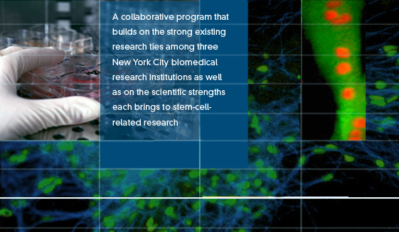 A collaborative program that builds on the strong existing research ties among three New York City biomedical research institutions as well as on the scientific strengths each brings to stem-cell-related research